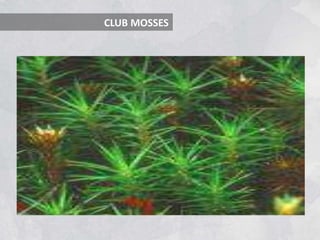CLUB MOSSES
 