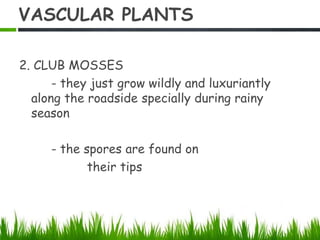 VASCULAR PLANTS
2. CLUB MOSSES
- they just grow wildly and luxuriantly
along the roadside specially during rainy
season
- the spores are found on
their tips
 