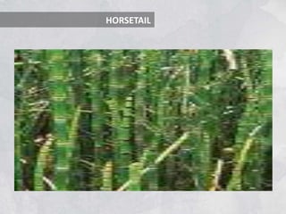HORSETAIL
 