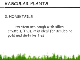 VASCULAR PLANTS
3. HORSETAILS
- its stem are rough with silica
crystals, Thus, it is ideal for scrubbing
pots and dirty kettles
 