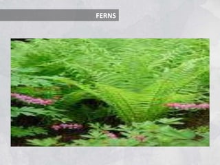 FERNS
 