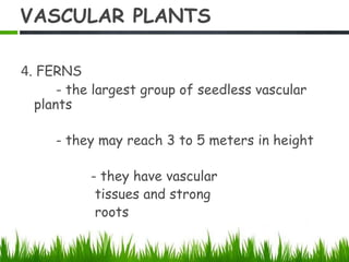 VASCULAR PLANTS
4. FERNS
- the largest group of seedless vascular
plants
- they may reach 3 to 5 meters in height
- they have vascular
tissues and strong
roots
 