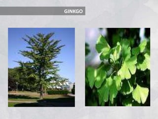 GINKGO
 