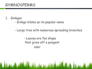 GYMNOSPERMS
1. Ginkgos
- Ginkgo biloba as its popular name
- Large tree with numerous spreading branches
- Leaves are fan shape
that gives off a pungent
odor
 