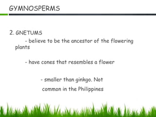 GYMNOSPERMS
2. GNETUMS
- believe to be the ancestor of the flowering
plants
- have cones that resembles a flower
- smaller than ginkgo. Not
common in the Philippines
 