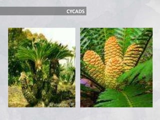 CYCADS
 