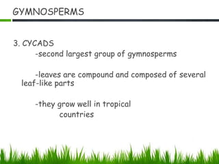 GYMNOSPERMS
3. CYCADS
-second largest group of gymnosperms
-leaves are compound and composed of several
leaf-like parts
-they grow well in tropical
countries
 