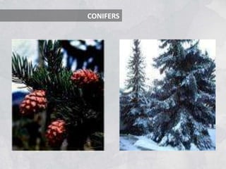 CONIFERS
 