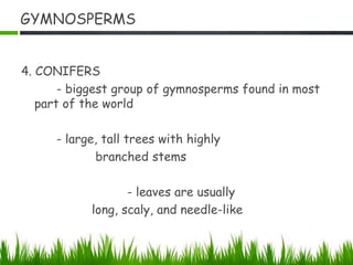GYMNOSPERMS
4. CONIFERS
- biggest group of gymnosperms found in most
part of the world
- large, tall trees with highly
branched stems
- leaves are usually
long, scaly, and needle-like
 