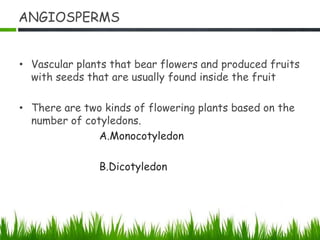 ANGIOSPERMS
• Vascular plants that bear flowers and produced fruits
with seeds that are usually found inside the fruit
• There are two kinds of flowering plants based on the
number of cotyledons.
A.Monocotyledon
B.Dicotyledon
 