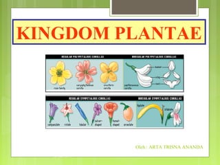 KINGDOM PLANTAE

Oleh : ARTA TRISNA ANANDA
30 Oct 2013

 