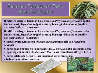 Kingdom plantae | PPTX