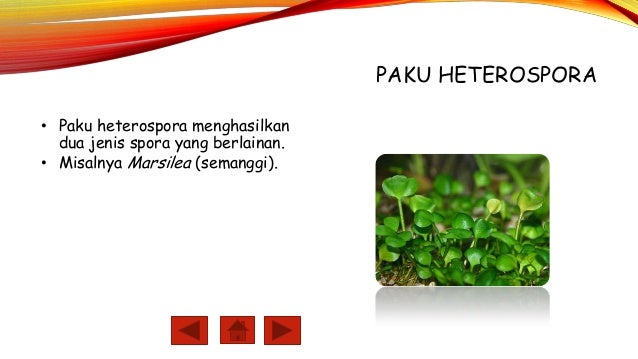 komfrey atau symphytum officinale l. adalah komfrey atau symphytum officinale l. adalah