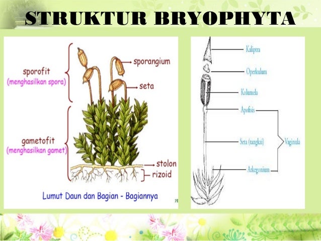 Struktur Tubuh Bryophyta Dengan Keterangan Bagian 