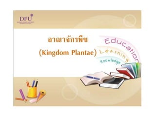 Kingdom plantae