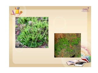 Kingdom plantae