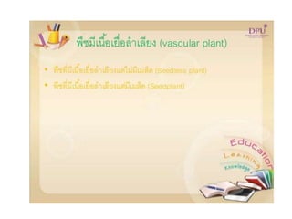 Kingdom plantae