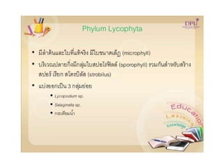 Kingdom plantae