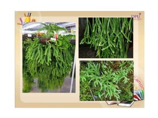 Kingdom plantae