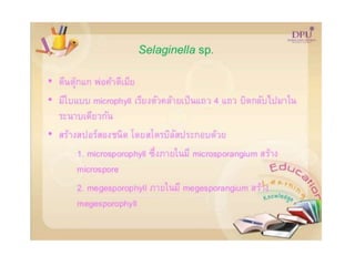 Kingdom plantae