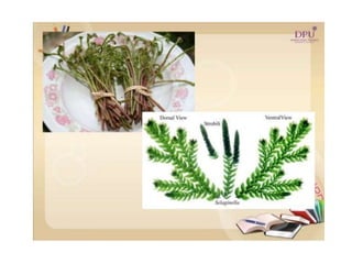 Kingdom plantae