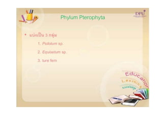 Kingdom plantae