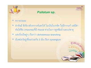 Kingdom plantae
