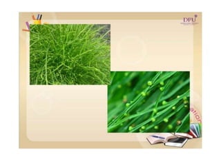 Kingdom plantae