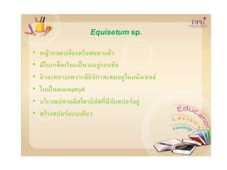 Kingdom plantae