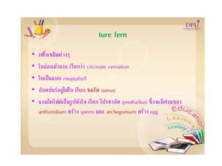 Kingdom plantae