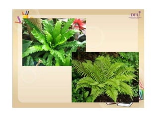 Kingdom plantae