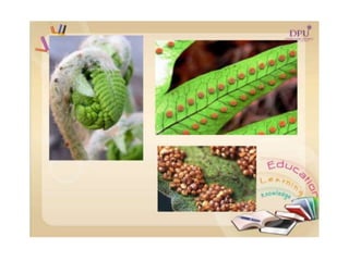 Kingdom plantae