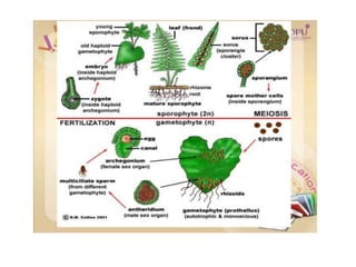Kingdom plantae