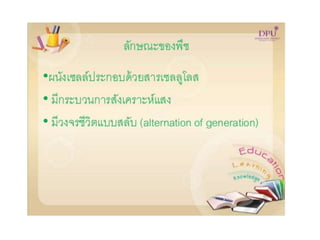 Kingdom plantae