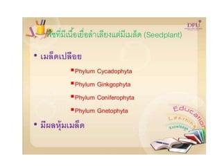 Kingdom plantae