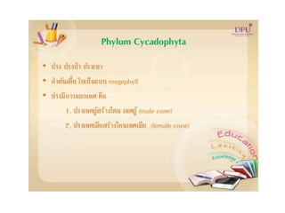 Kingdom plantae