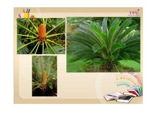 Kingdom plantae