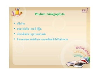 Kingdom plantae