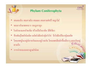Kingdom plantae