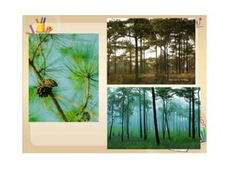 Kingdom plantae