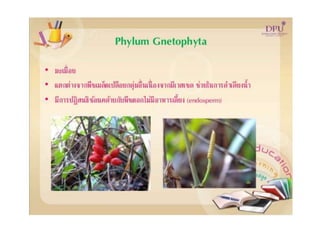 Kingdom plantae