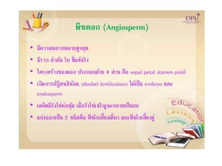 Kingdom plantae