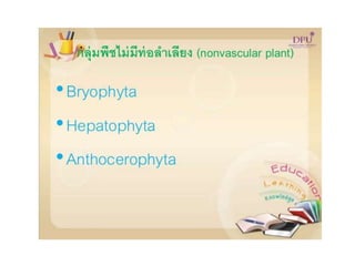 Kingdom plantae