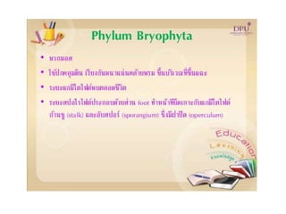 Kingdom plantae