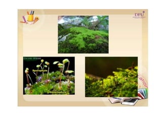 Kingdom plantae