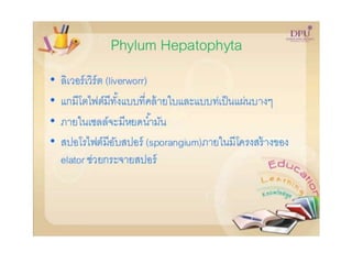 Kingdom plantae