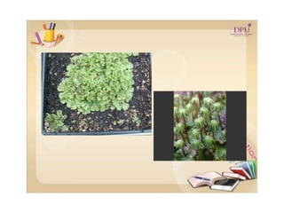 Kingdom plantae