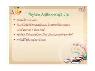Kingdom plantae