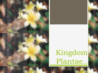 Kingdom
Plantae..
 