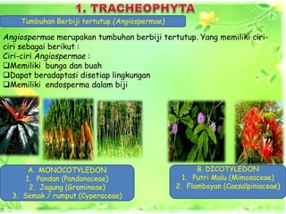 Merupakan berikut dijadikan plantae contoh yang utama sebagai kingdom sumber karbohidrat spesies ini yaitu biasa Rofiqotul Khasanah